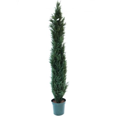 Cedar Tree 6'