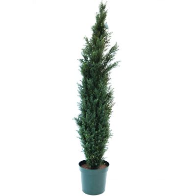 Cedar Tree 8'