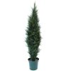 Cyprus Cedar Tree 6'