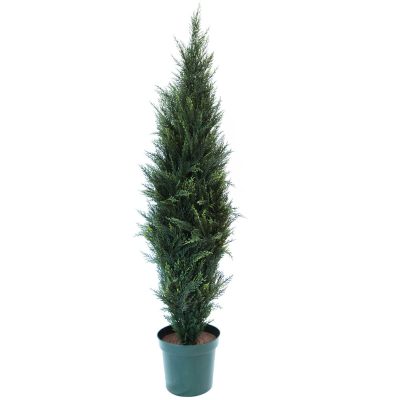 Cyprus Cedar Tree 6'
