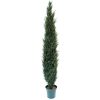 Cyprus CedarTree 8'