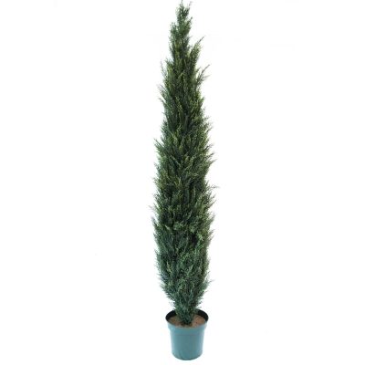 Cyprus CedarTree 8'