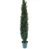 Cyprus CedarTree 8' - Image 5