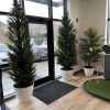 Cyprus CedarTree 8' - Image 2