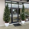 Cyprus CedarTree 8' - Image 3