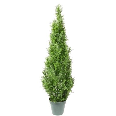 Cedar Tree 4'