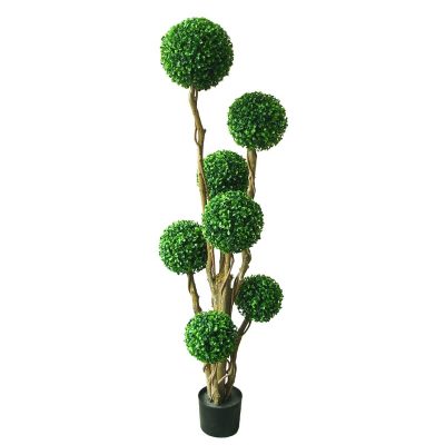 Boxwood Plant 5'