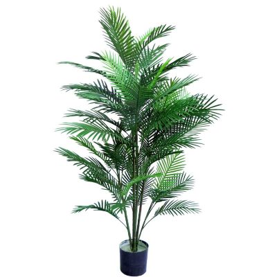 Robellini Palm Tree