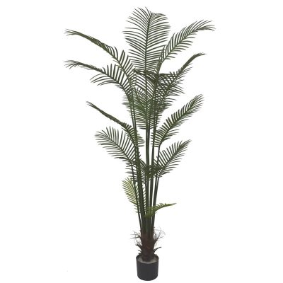 Big Robellini Palm Tree