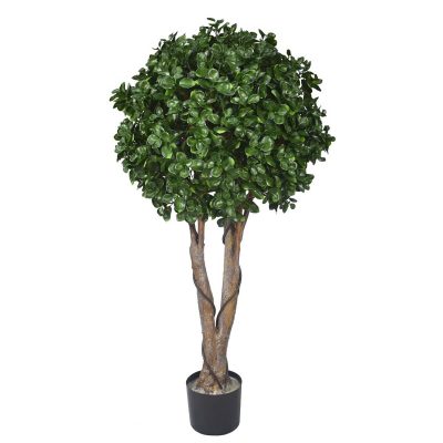 Big Money Ficus Tree