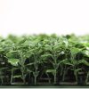 Envywall Boxwood - SALE! SAVE 20% - Image 3